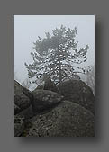 Pin dans la brume
