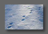 Pistes