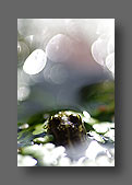 Rêve de grenouille