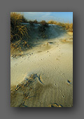 Traces sur la dune