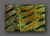 Spores